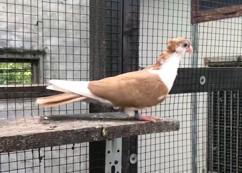 21EE5F0D-FE99-4D38-91C5-1EC6DA7A31A8 - Pui 2018