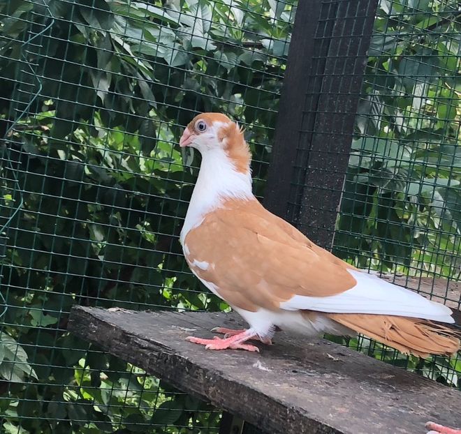 4587186E-A083-49AE-A418-A03DFBB5BAE8 - Pui 2018