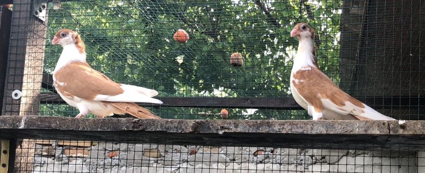 4B7EB083-822F-4515-A558-272D45EB9BE4 - Pui 2018