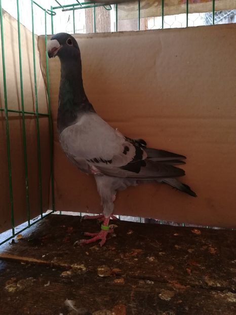  - Tineret germani 2018