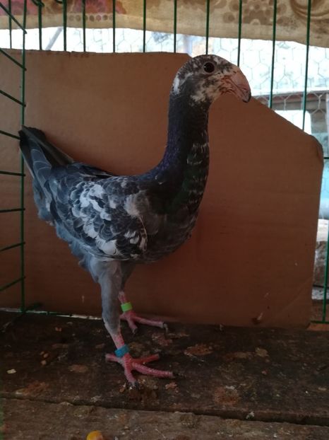  - Tineret germani 2018