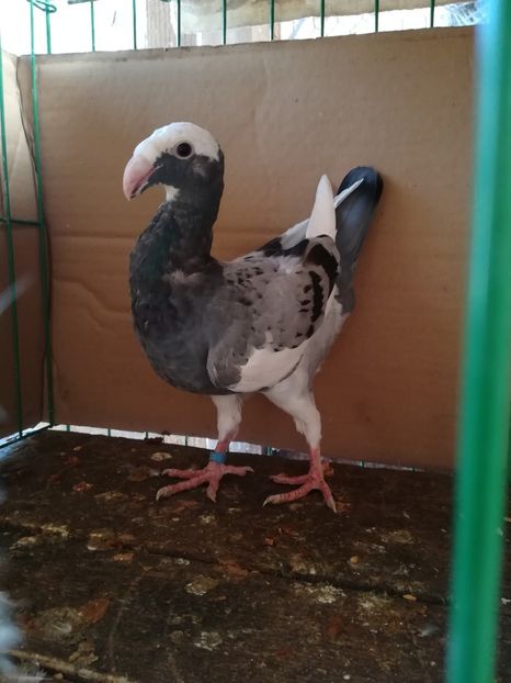  - Tineret germani 2018