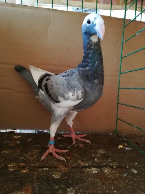  - Tineret germani 2018