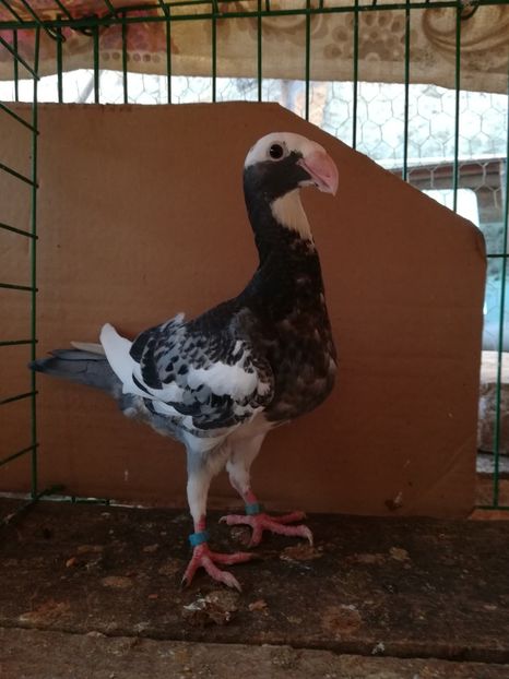  - Tineret germani 2018