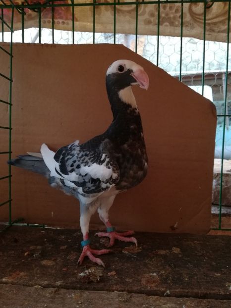  - Tineret germani 2018