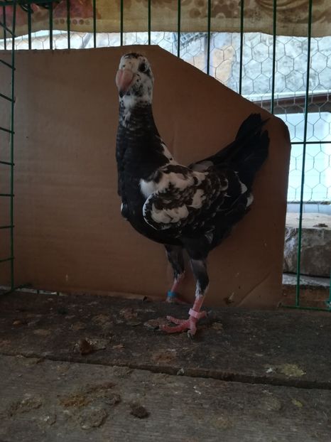  - Tineret germani 2018