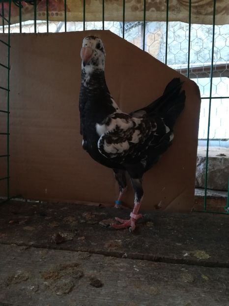  - Tineret germani 2018