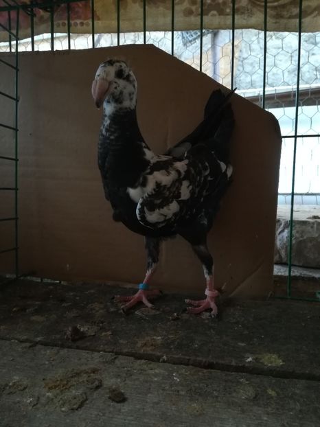  - Tineret germani 2018