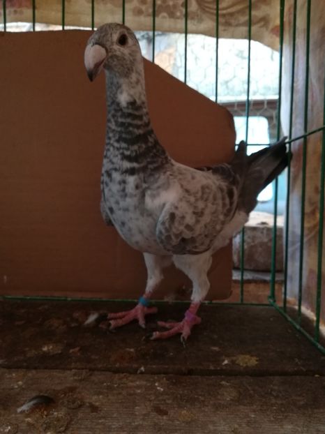  - Tineret germani 2018