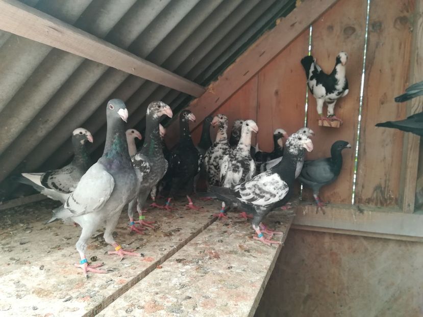  - Tineret germani 2018