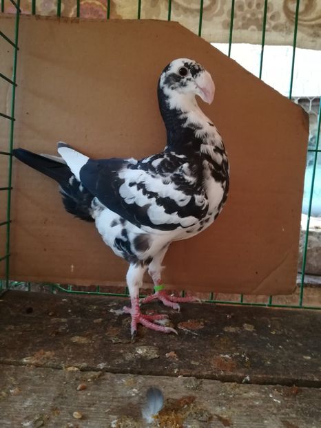  - Tineret germani 2018