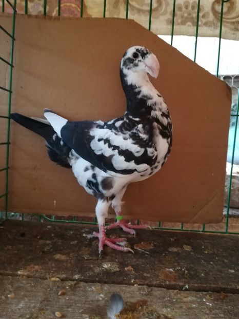  - Tineret germani 2018