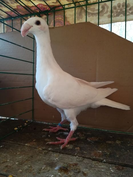  - Tineret germani 2018