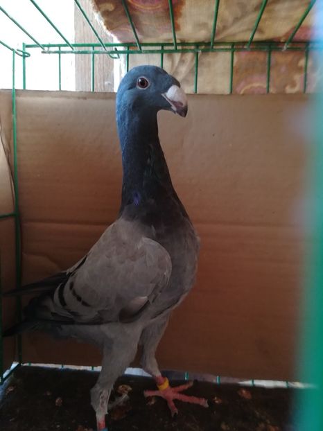  - Tineret germani 2018