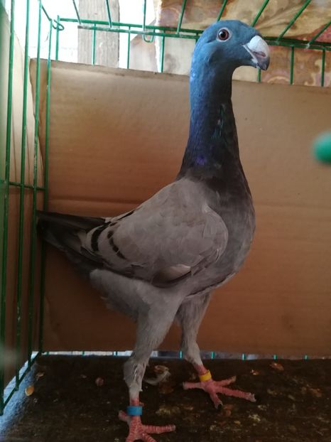  - Tineret germani 2018