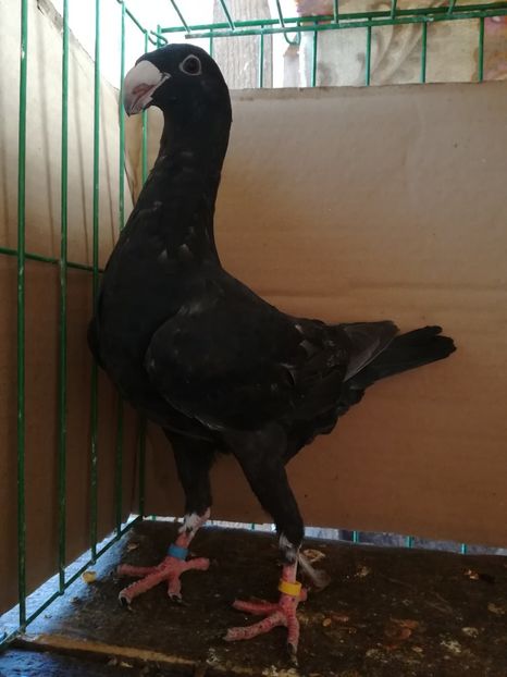  - Tineret germani 2018