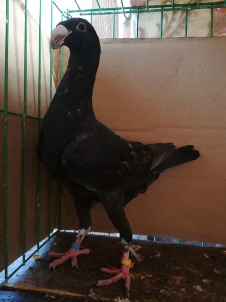  - Tineret germani 2018