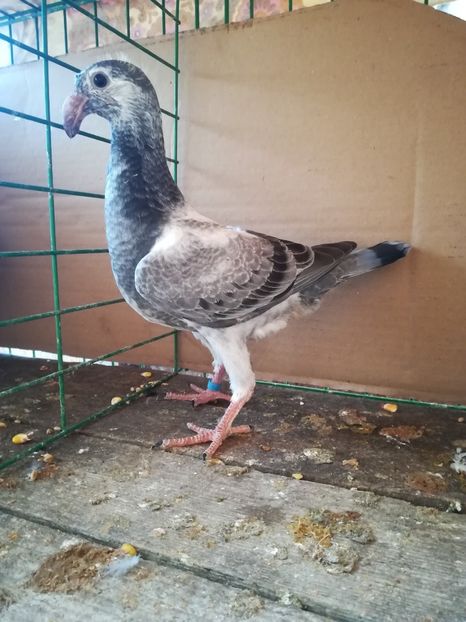  - Tineret germani 2018