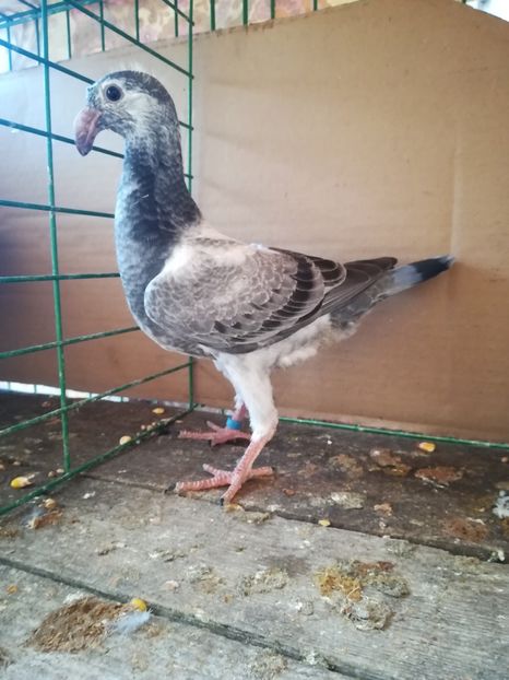  - Tineret germani 2018