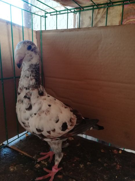  - Tineret germani 2018