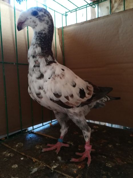  - Tineret germani 2018