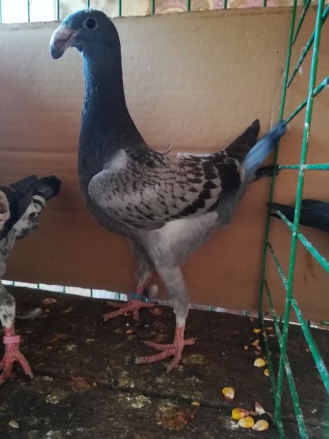  - Tineret germani 2018