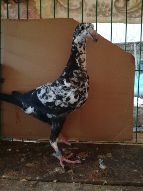  - Tineret germani 2018