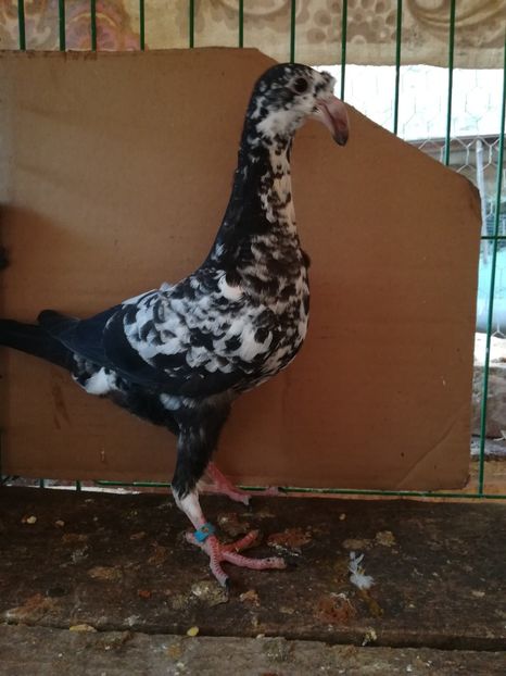  - Tineret germani 2018