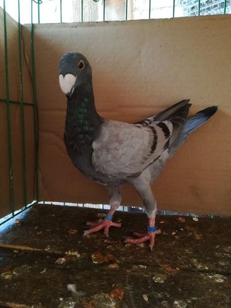  - Tineret germani 2018