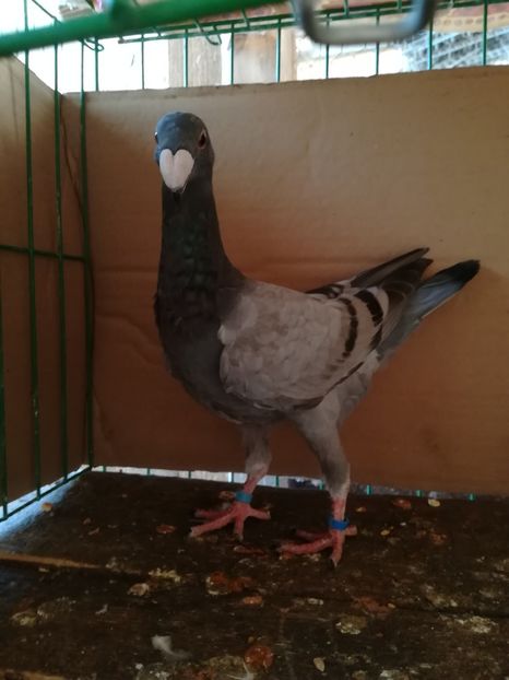  - Tineret germani 2018