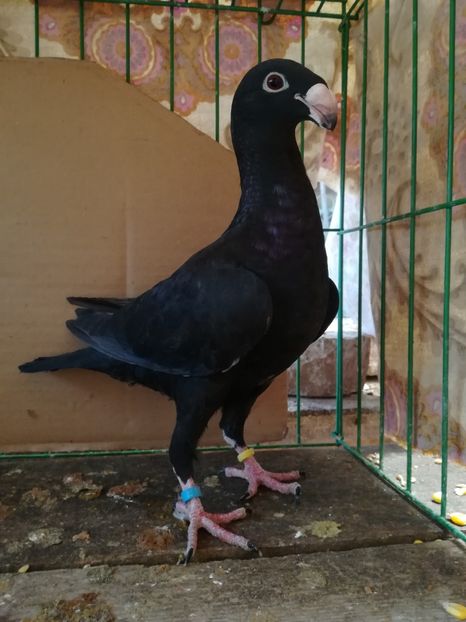  - Tineret germani 2018