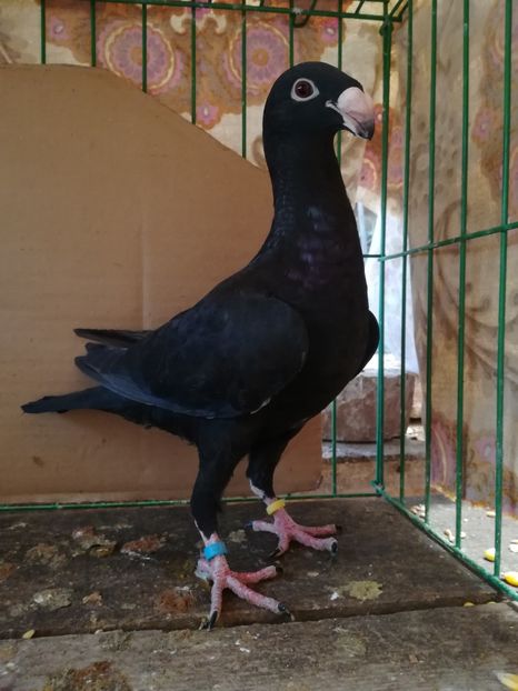  - Tineret germani 2018