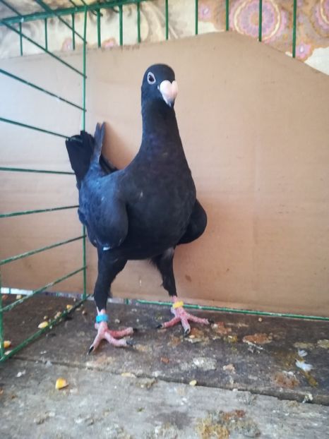  - Tineret germani 2018