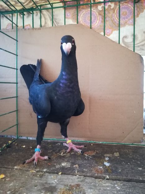  - Tineret germani 2018