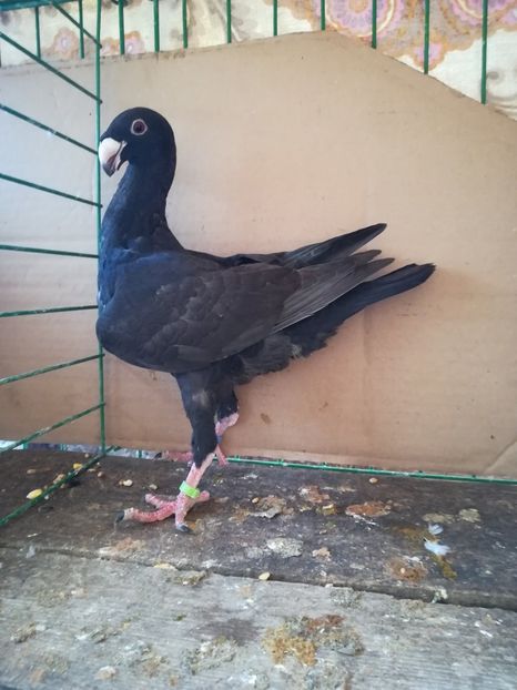  - Tineret germani 2018