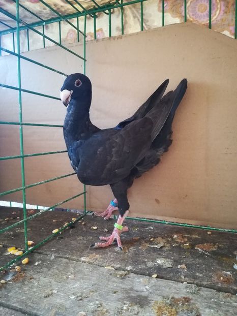  - Tineret germani 2018