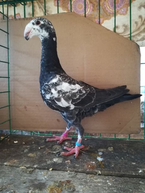  - Tineret germani 2018