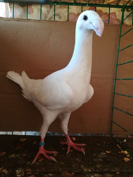  - Tineret germani 2018