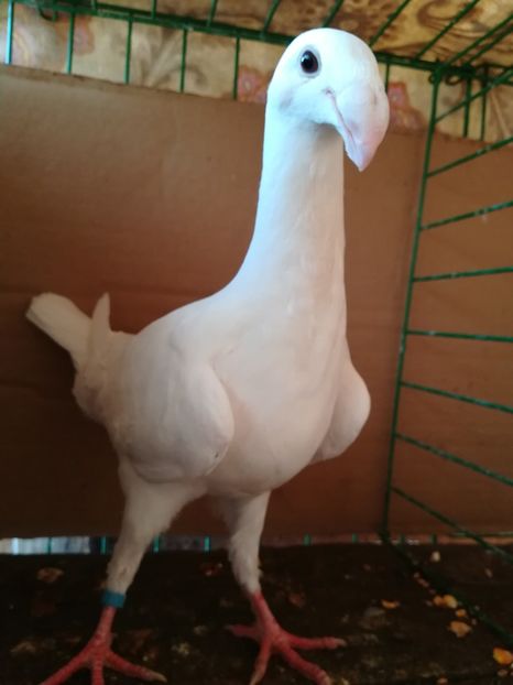  - Tineret germani 2018