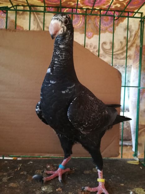  - Tineret germani 2018