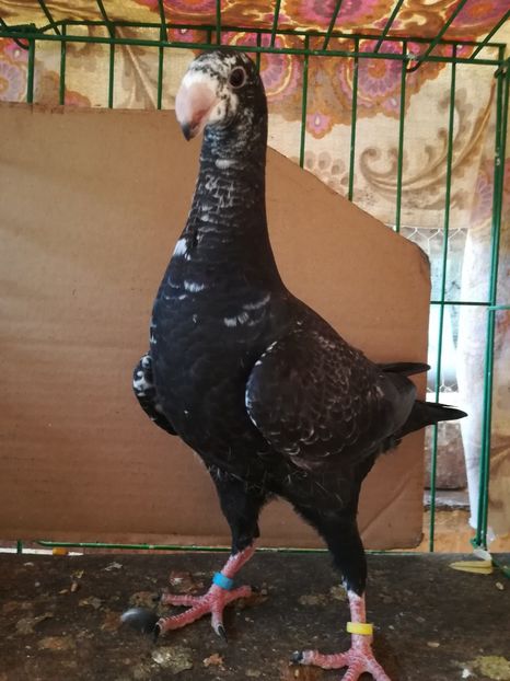  - Tineret germani 2018