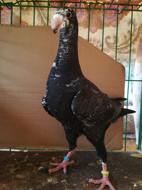  - Tineret germani 2018