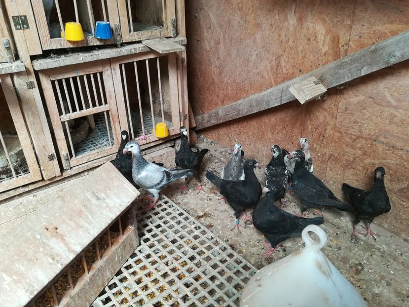  - Tineret germani 2018