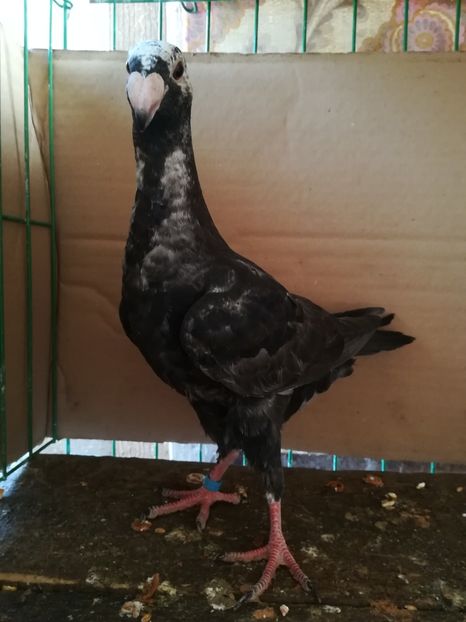  - Tineret germani 2018