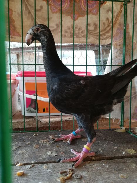  - Tineret germani 2018