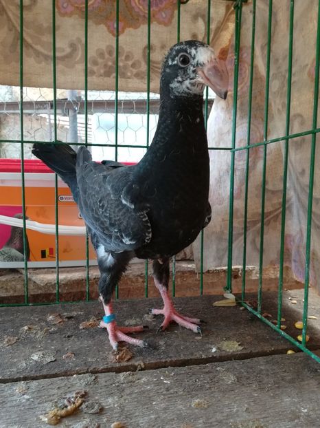  - Tineret germani 2018