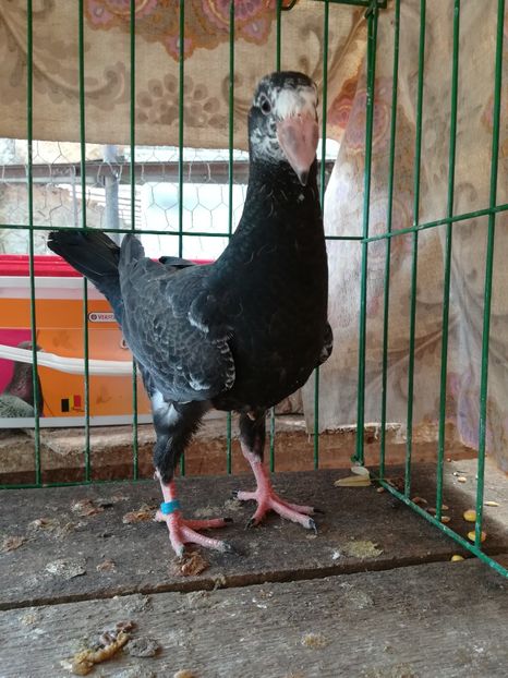  - Tineret germani 2018