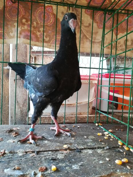  - Tineret germani 2018