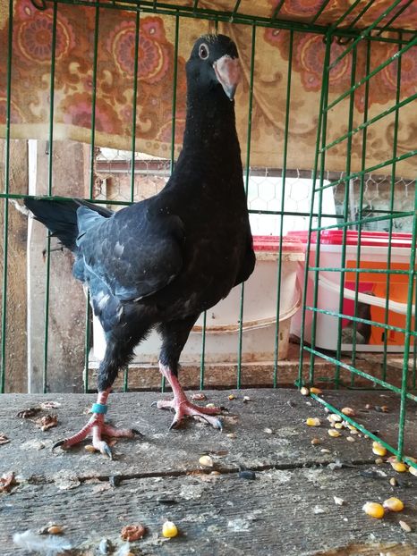  - Tineret germani 2018