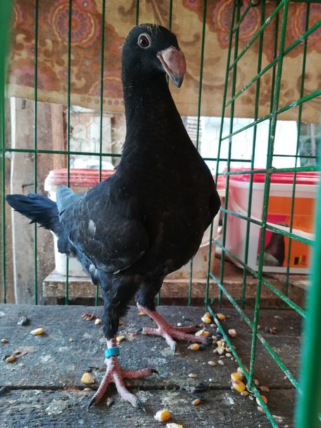  - Tineret germani 2018